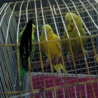 انگلیسی .هلندی