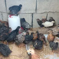 35عدد‌جوجه‌45روزه‌واکس‌خورده‌ویتامین‌شده