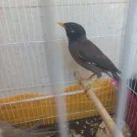 مرغ مینا