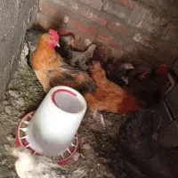 با سلام فروش مرغ و نیمچه