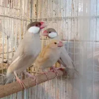 30جفت نرگسی شکلاتی مولد