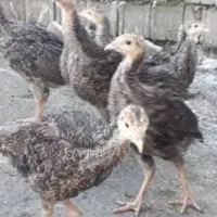جوجه بوقلمون