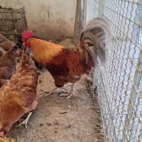 8 مرغ و یک خروس و یک خروس لاری