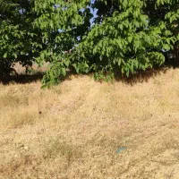 زمین فروشی30قصب سربیژن