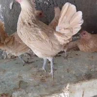 تخم نطفه دارمرغ سبرایت بوف
