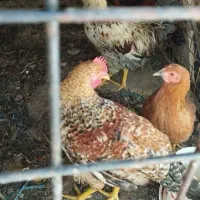 خروس رسمی