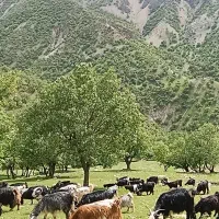 بز خوب