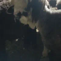 بره پروار(نروماده)