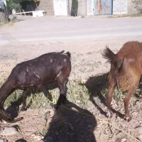 فروش دو عدد بز پاکستانی دوقلوزا کهره ماده سه ماه
