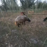 قوچ دو دندان جوان