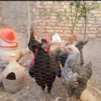 مرغ و خروس معاوضه