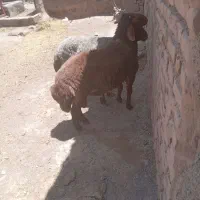 2 عدد‌شیشک دودندون فرشی فوری