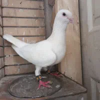 کفتر سفید سوری نر وسارکاکلی نر واقون آلمانی ماده