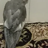 عروس هلندی گم شده