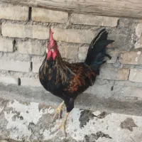 خروس