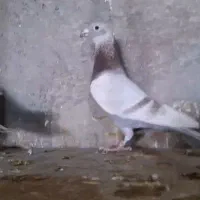 اوقون