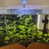 آکواریوم همراه با ماهی و فیلتر