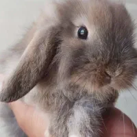خرگوش لوپ بامزه