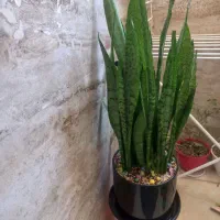 گل با گلدان سرامیکی مشتری واقعی