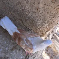 دوکت