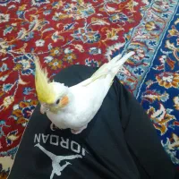 عروس هلندی