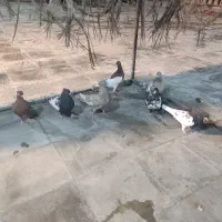 کبوتر