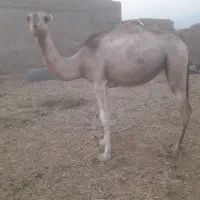 ۴۵۰۰۰۰۰۰۰|حیوانات مزرعه|داورزن, |دیوار