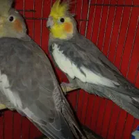 عروس هلندی