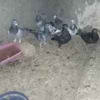 کفتر آلمانی