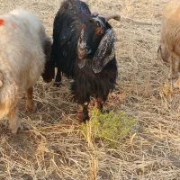 بز کردی