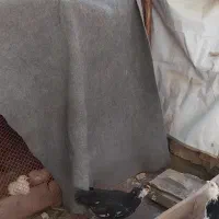 جوجه خروس گلین یک عدد
