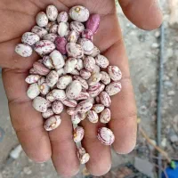 لوبیا چیتی