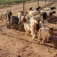 حیوانات مزرعه