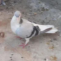 کفتر یا کبوتر