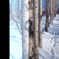 باغچه۵۰۰۰متر در کهریز