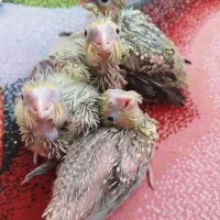 جوجه عروس هلندی سرلاکی