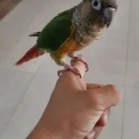 طوطی
