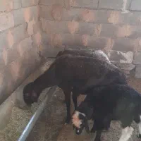 ۲راس میش و یک بره