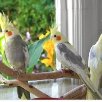 عروس هلندی پیدا شده