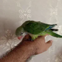 جوجه نرمه خور دانه خور راهب پشت لوتینو