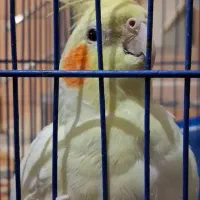 عروس هلندی گمشده، به یابنده مژدگانی تعلق میگیرد