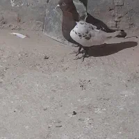 کفتر|پرنده|کرمان, |دیوار