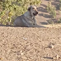 واگذاری ماده عراقی