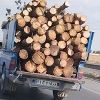 خرید انواع درخت خشک وغیره با بهترین قیمت