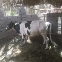 گاو اوست ۷ماه
