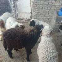 بره گوسفند