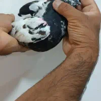 سه تا کبوتر