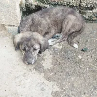 توله سگ