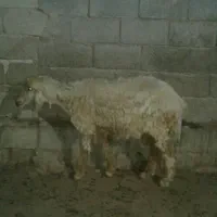 میش