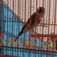 سهره بخون